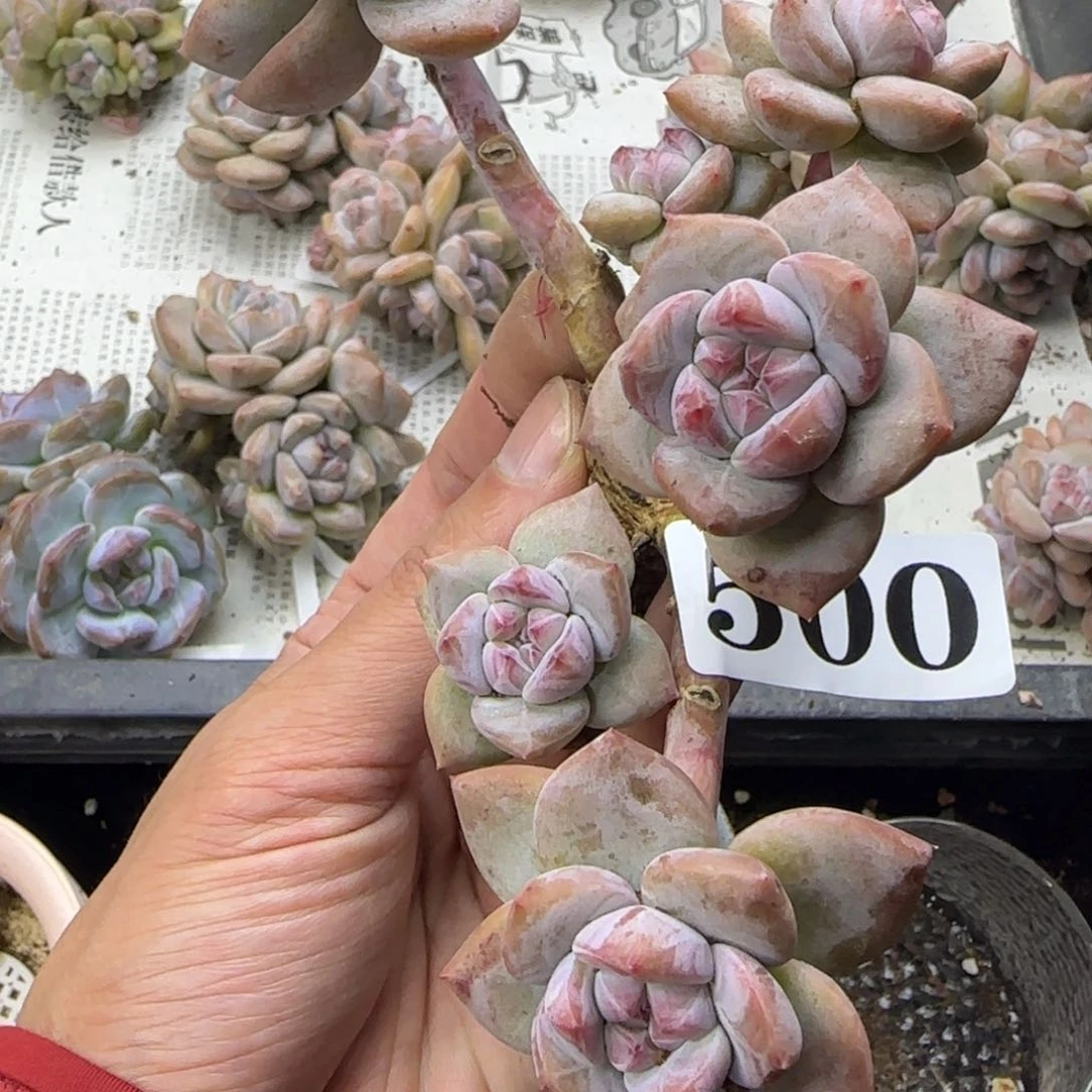 一物一拍400号无根星影