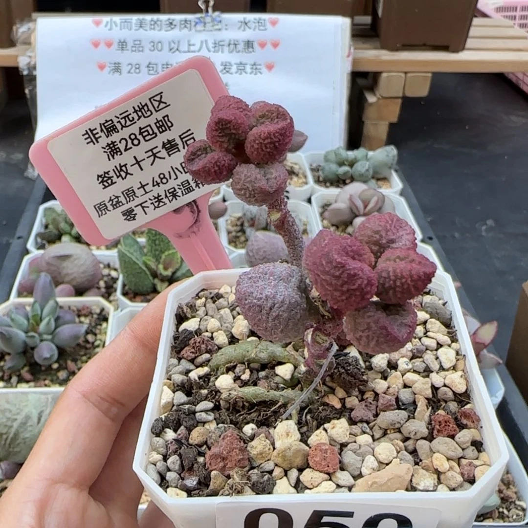 050水蜜桃多肉植物