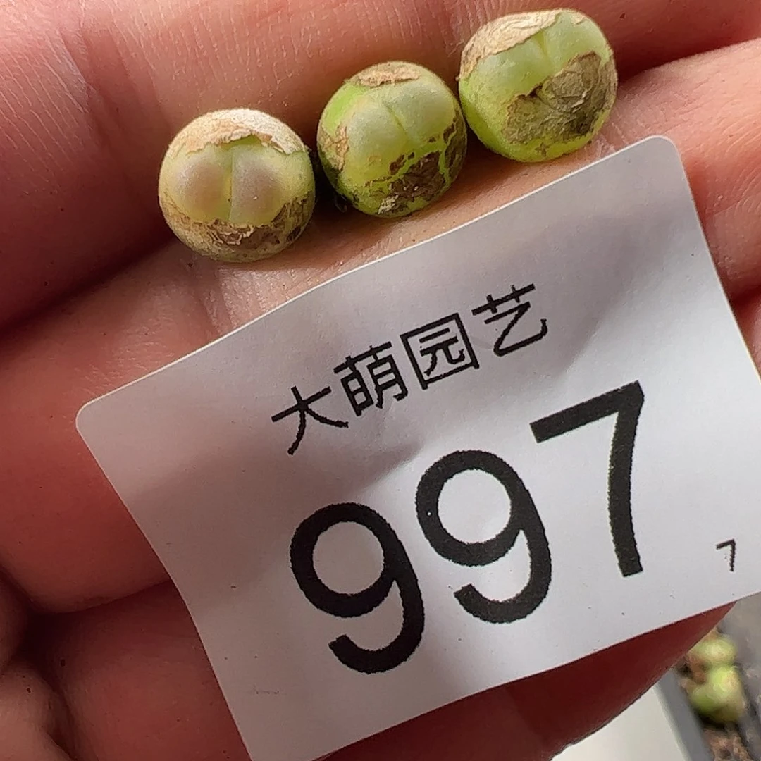 0000997 一物一拍……