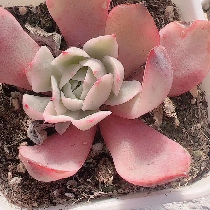 呵*多肉植物多肉植物