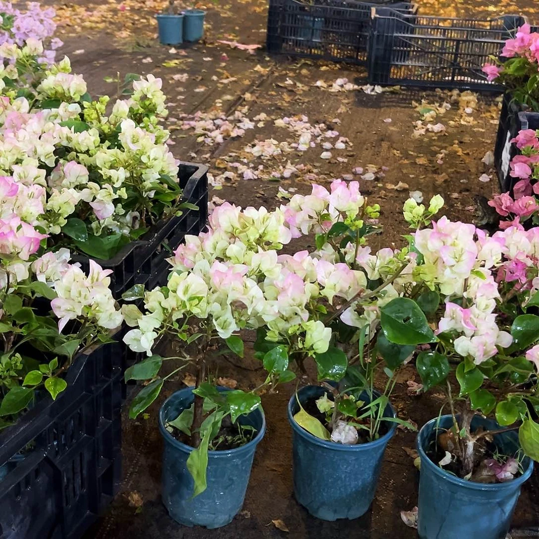 大部分花苞少量开放绿樱掌中宝一颗