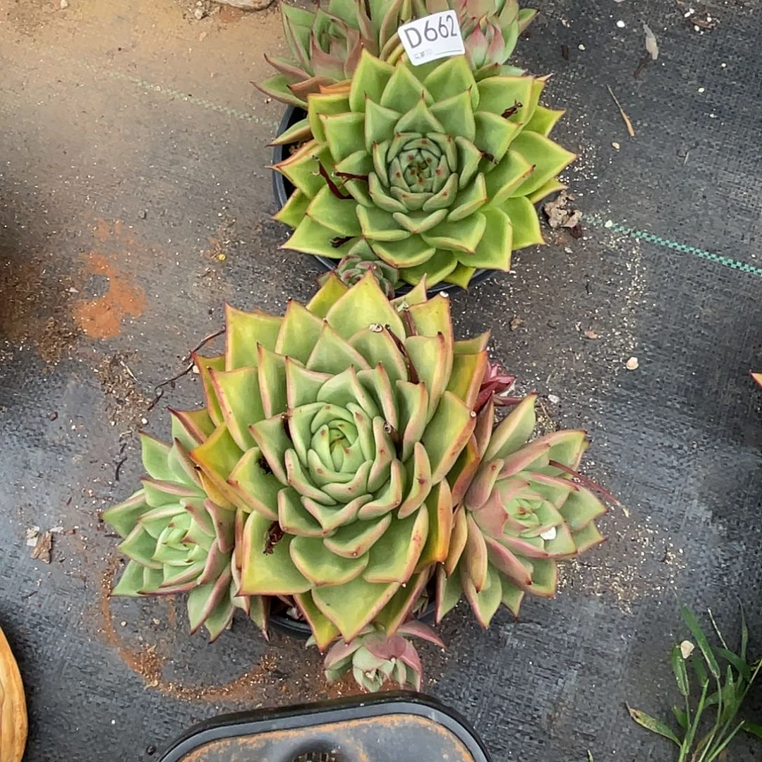 若如东云组拍D662