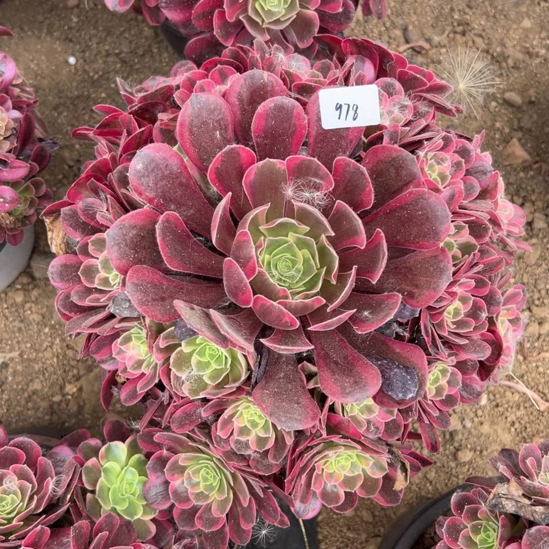 978凤冠多肉植物系