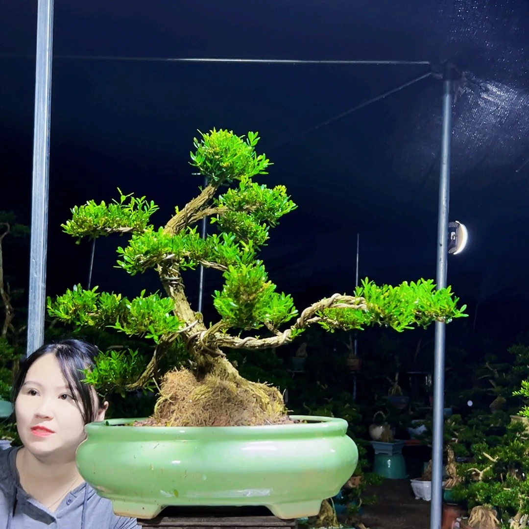无花朵黄杨木