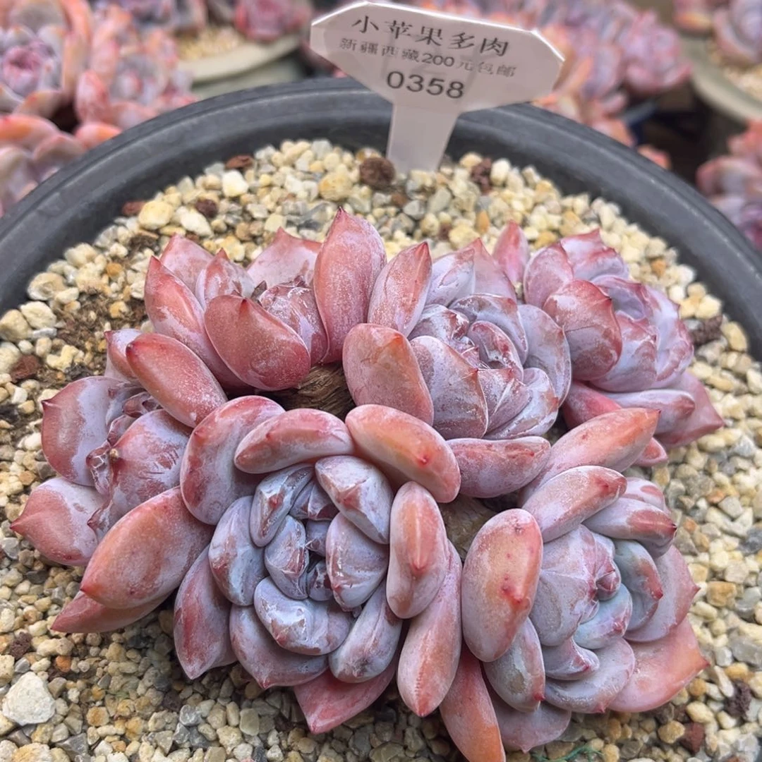 紫皮紫心358/14cm6头