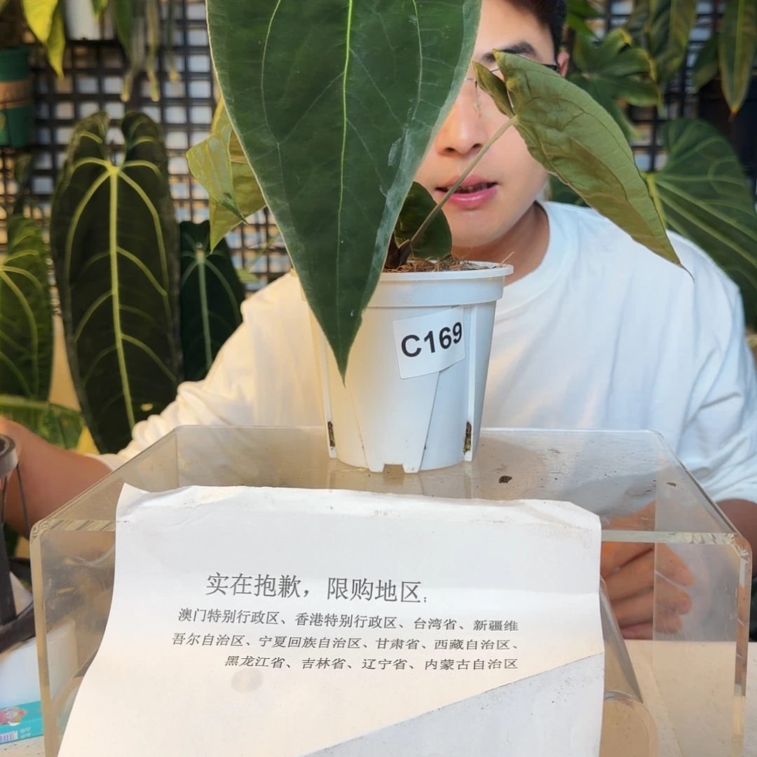完全开放C169暗黑巴拿马