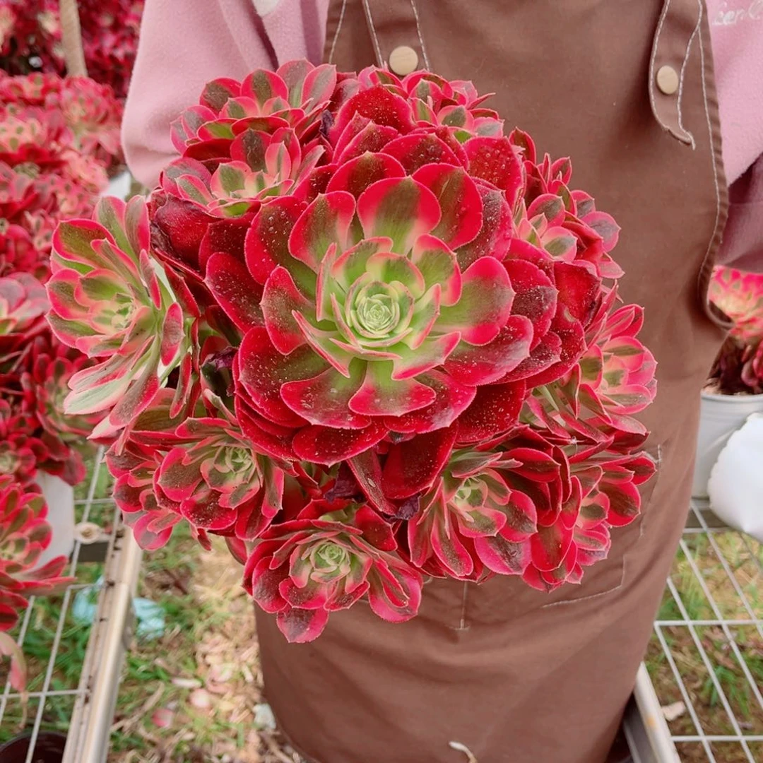 二代优选女郎量拍多肉法师