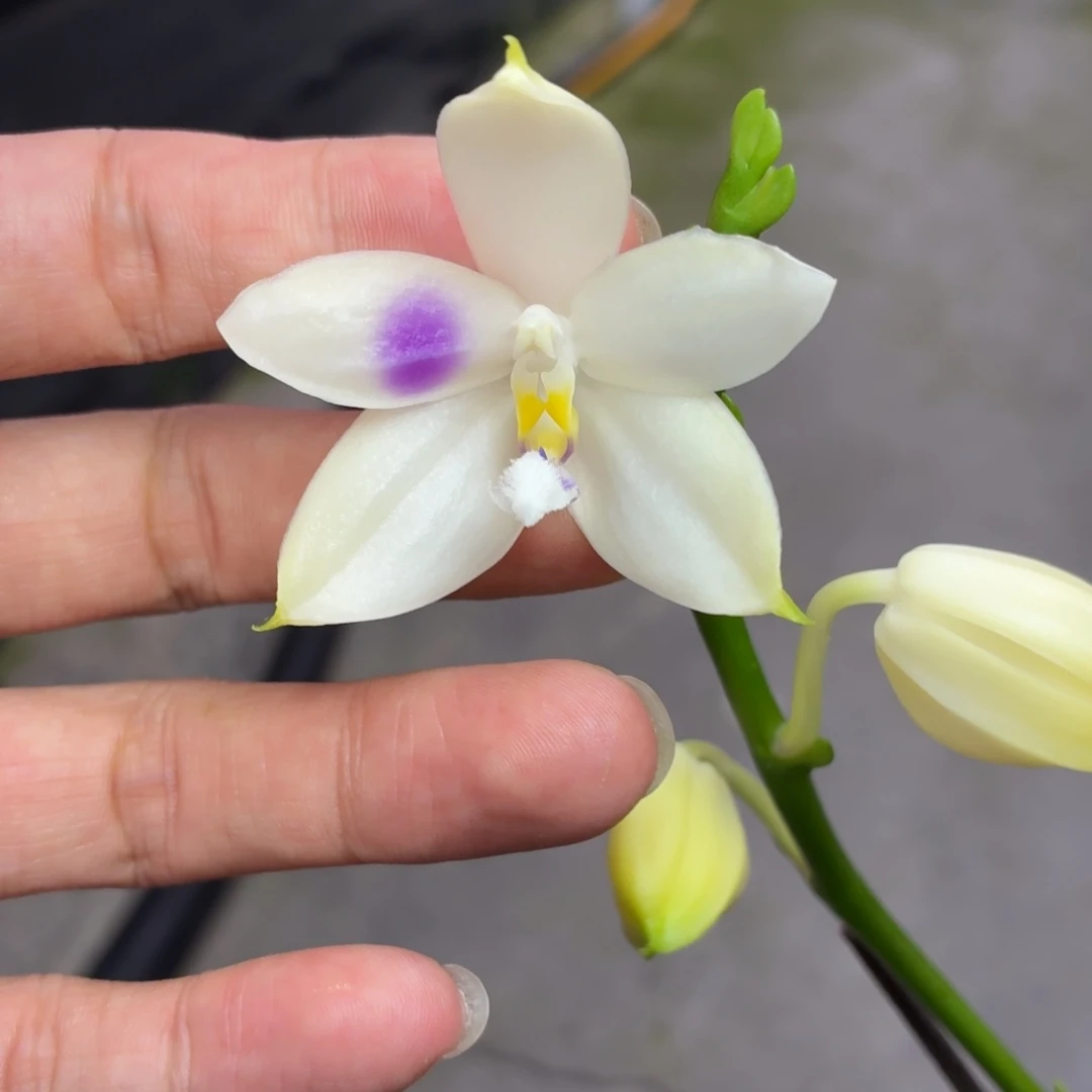 当前无花朵，栽培后可花朵A5803海洋之心