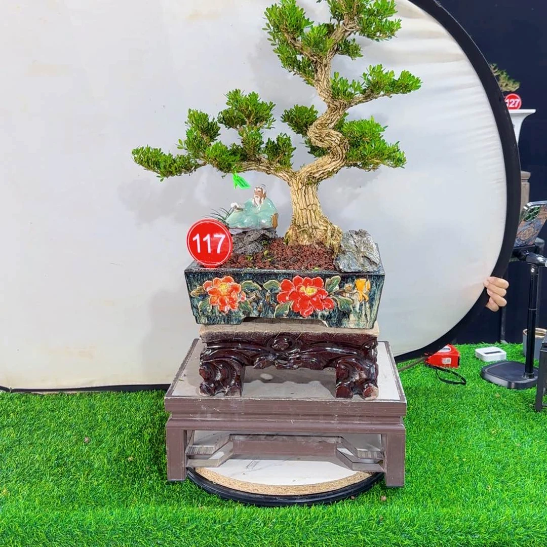 当前无花朵，栽培后可花朵梅**西