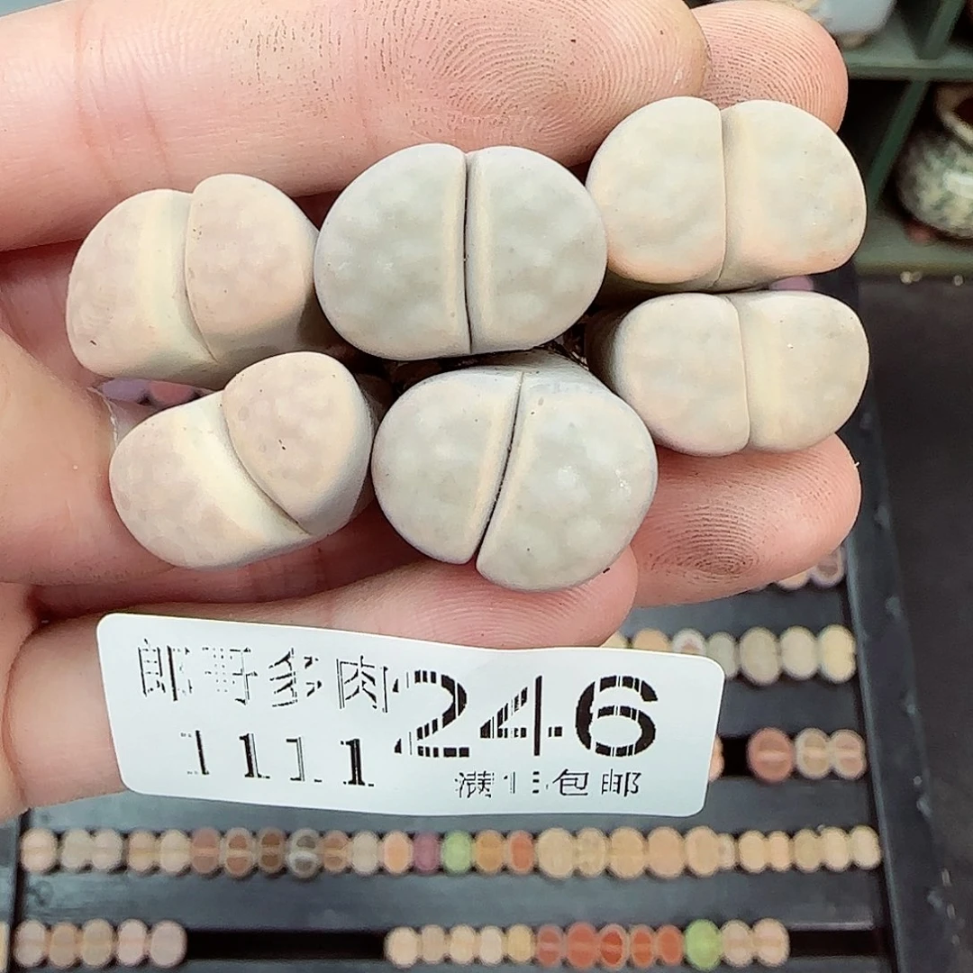 满满18包邮1111-246