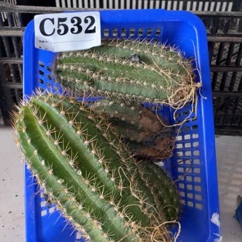 瑕疵毛花柱种子苗c 532