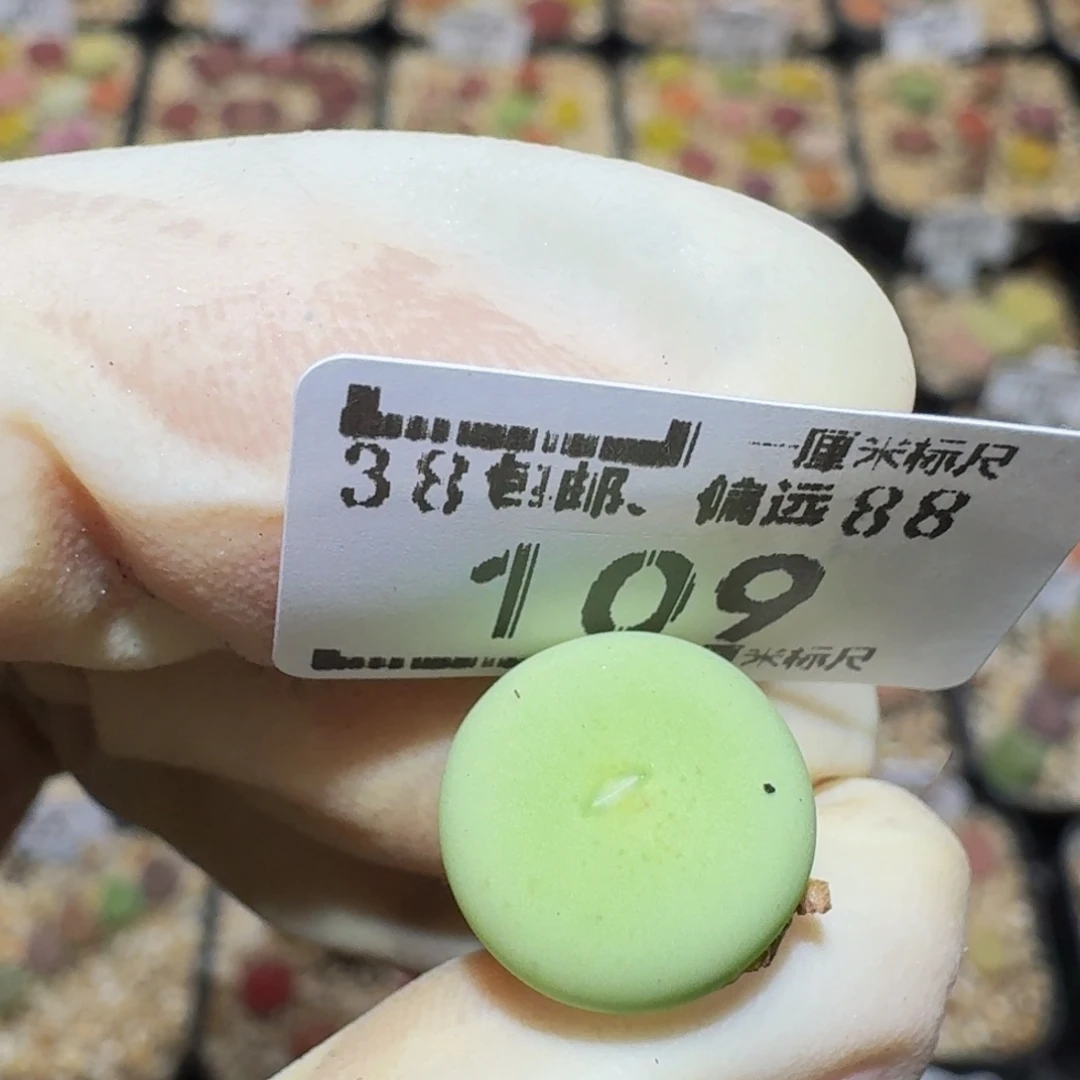 向***端Ssss精品生石花109