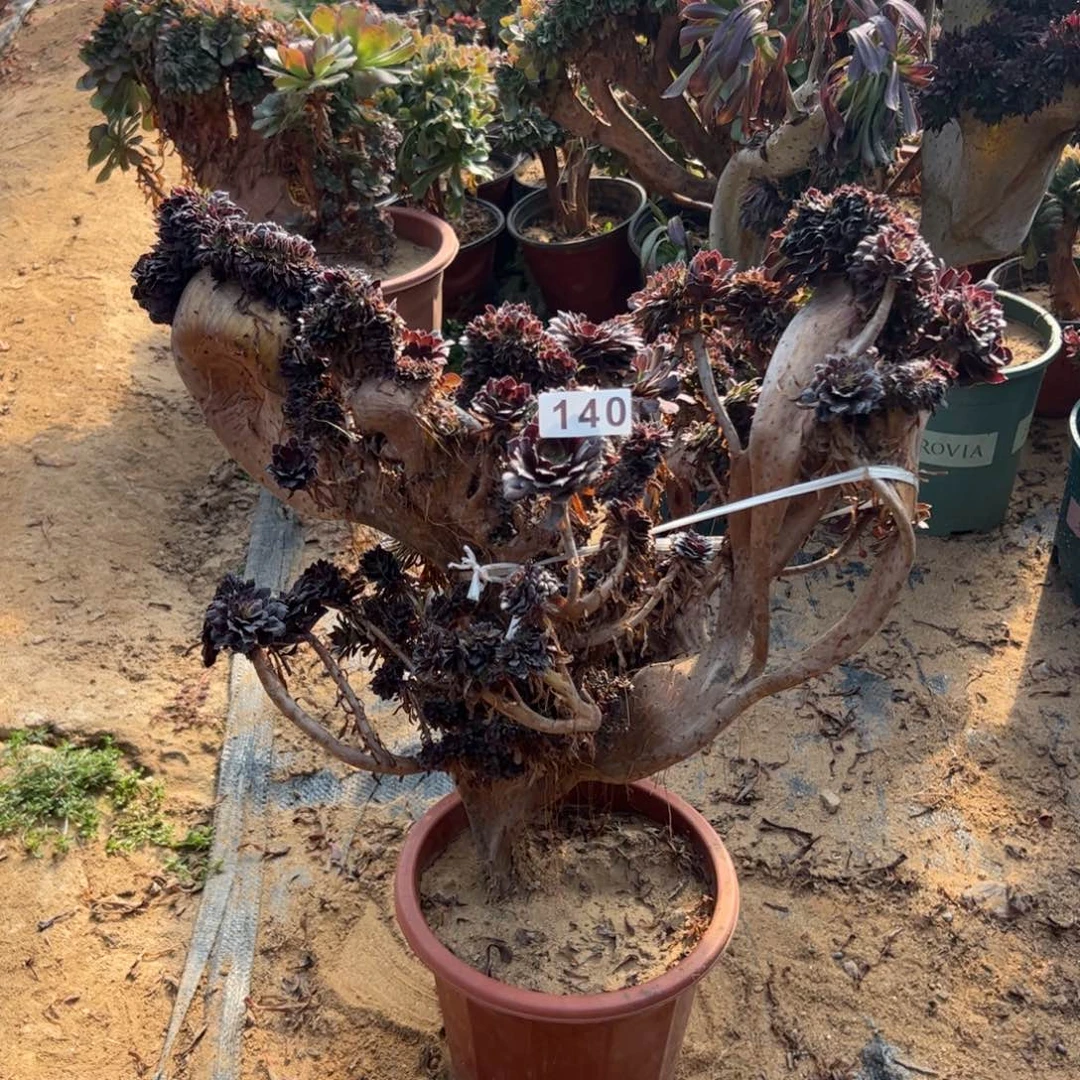 有伤铜壶140一颗妖