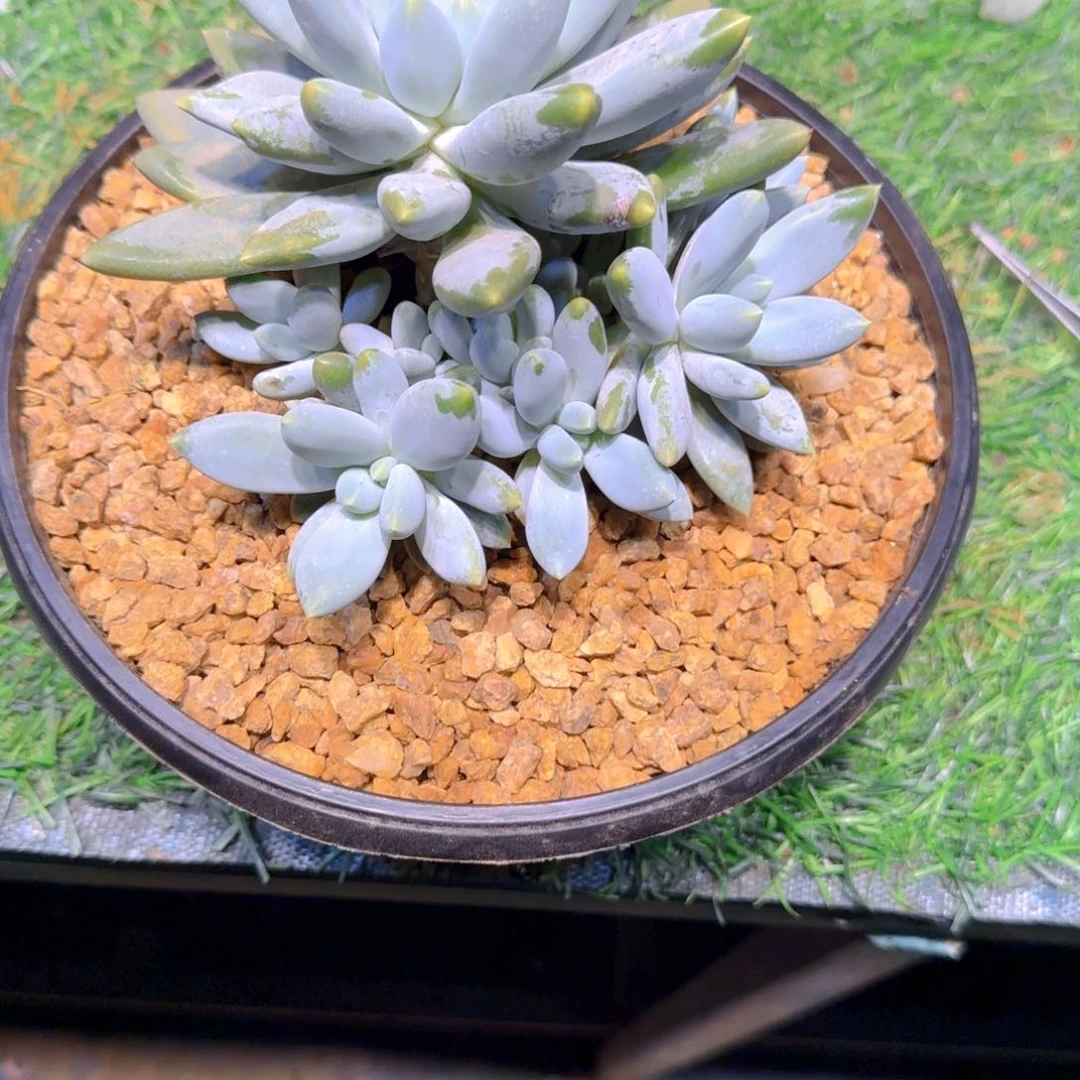 多肉植物多肉植物