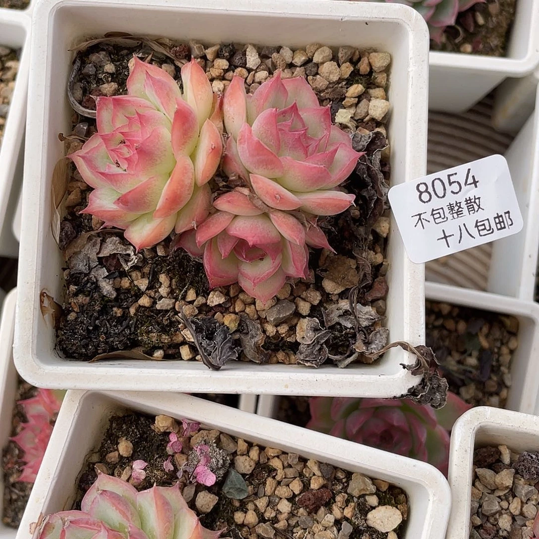 8054。    侧影。        量拍