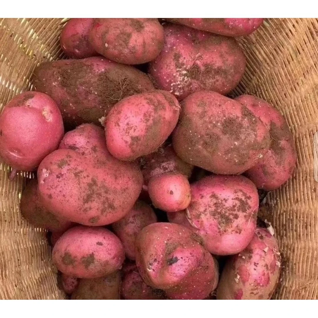 （兰兰代卖）高山特产红皮黄心土豆高原露天种植粉面糯香新鲜现挖