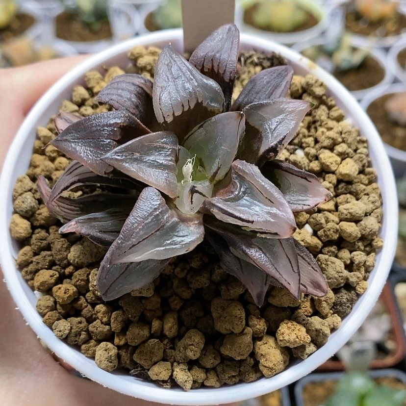 【闪购商品】24火焰山