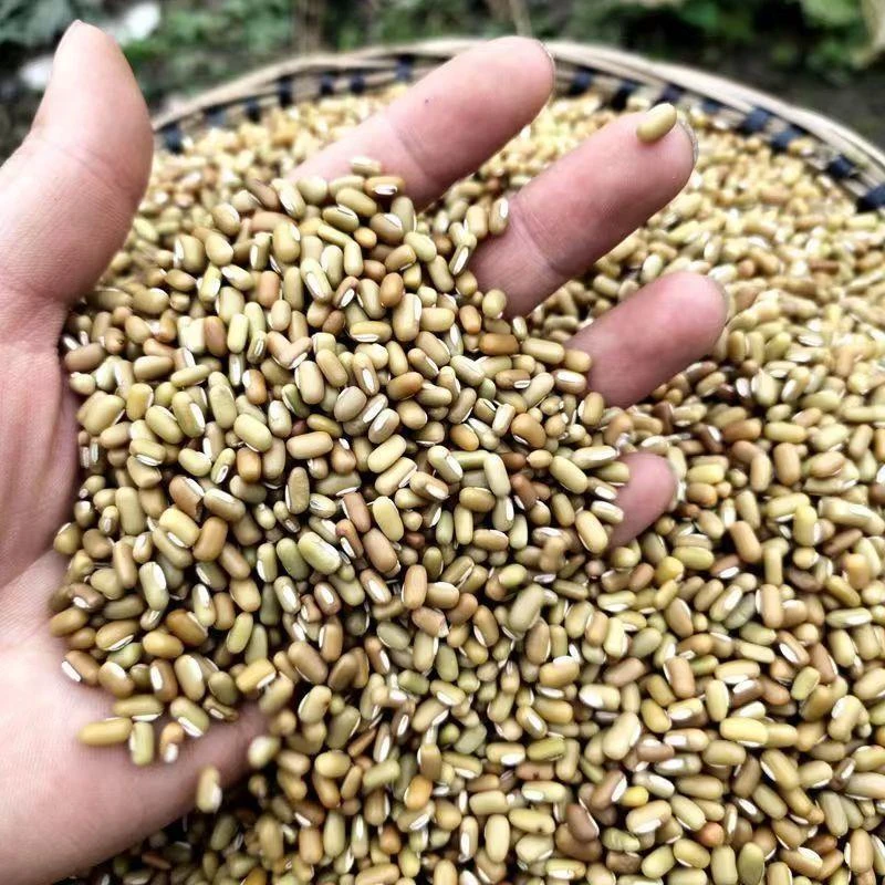 小饭豆云南特产佤族农家自产傣族自晒竹豆眉豆米豆老品种江豆豆类