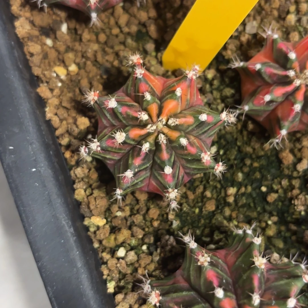 L735-0102泰国发货 芥末