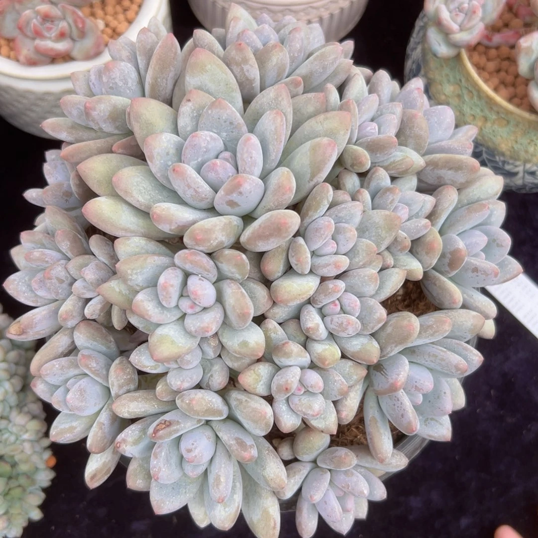 新年快乐 新年快乐