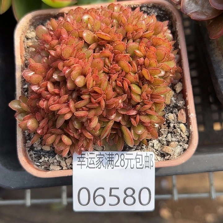 幸运的是你还没遇到