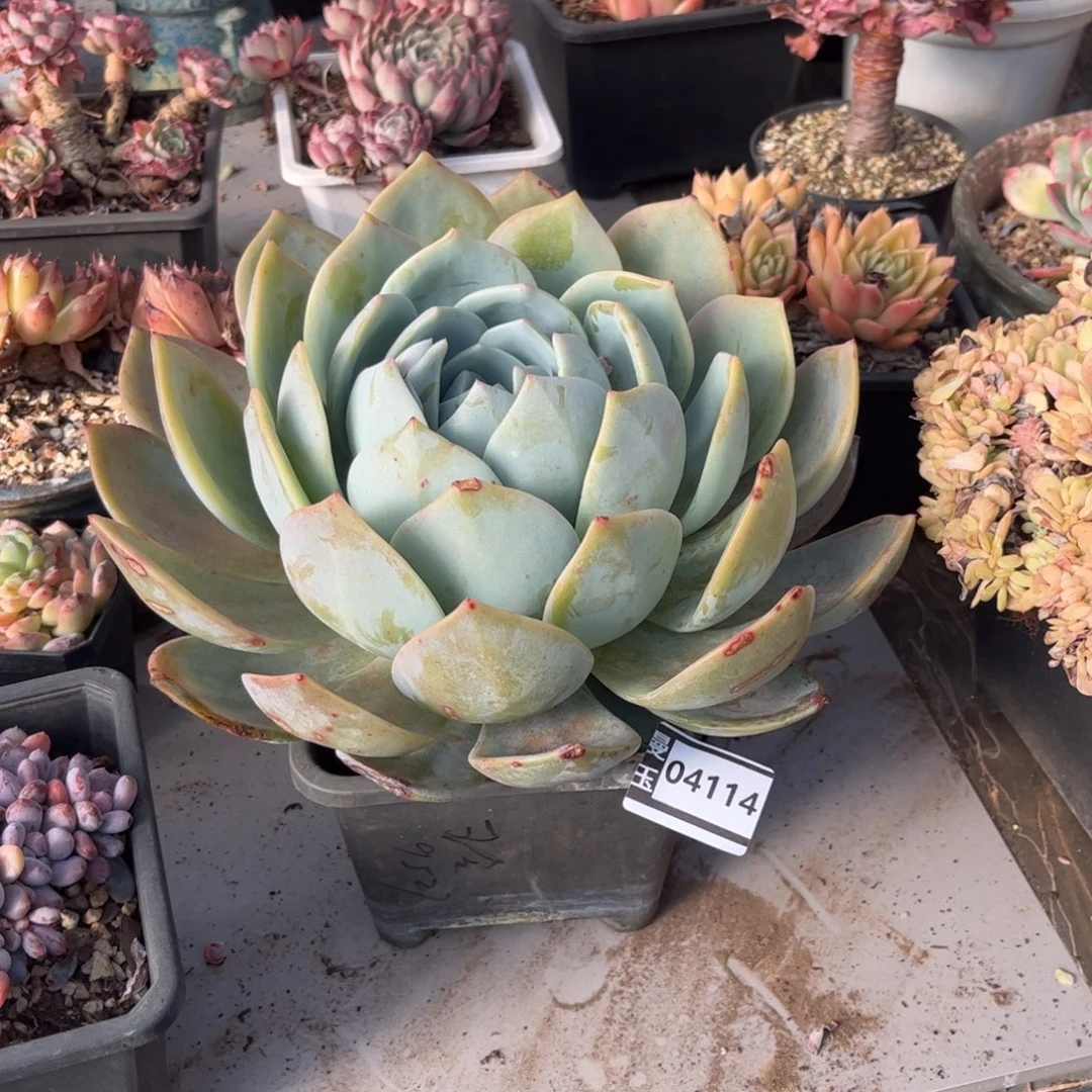 凤橙多肉植物04114