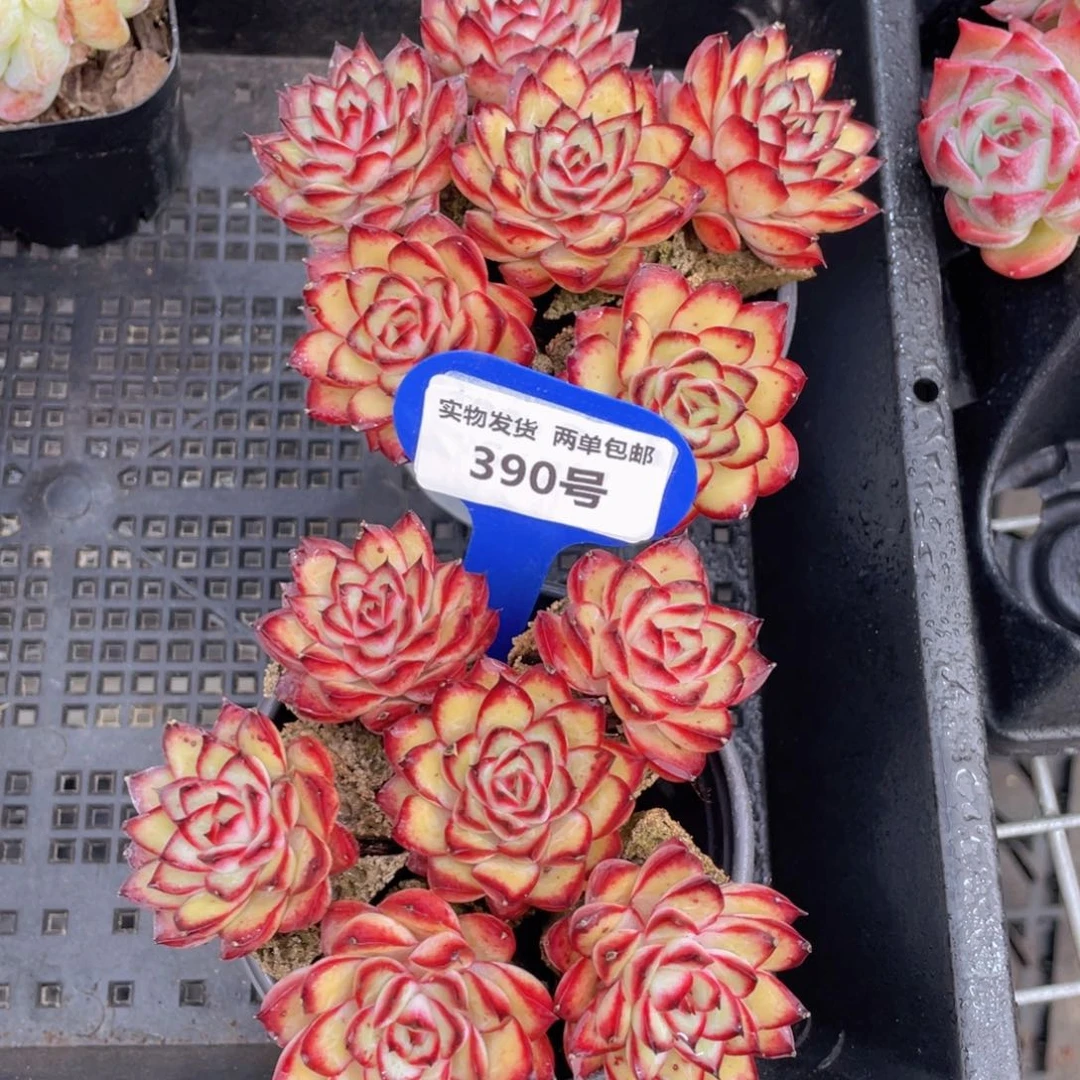 390号无土肉酱玫瑰组合6个