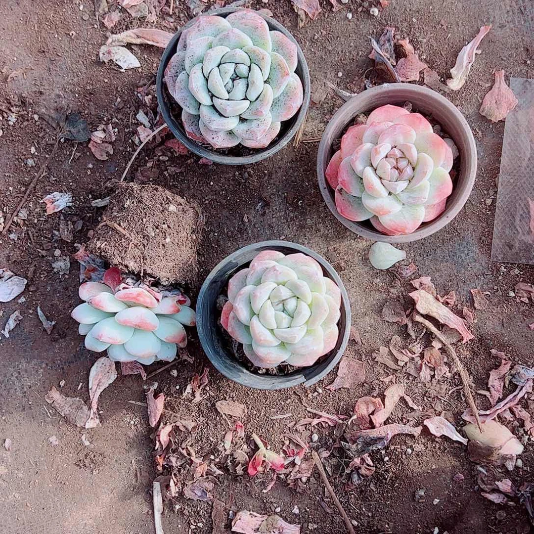 冰玉大单头精品特价三盆