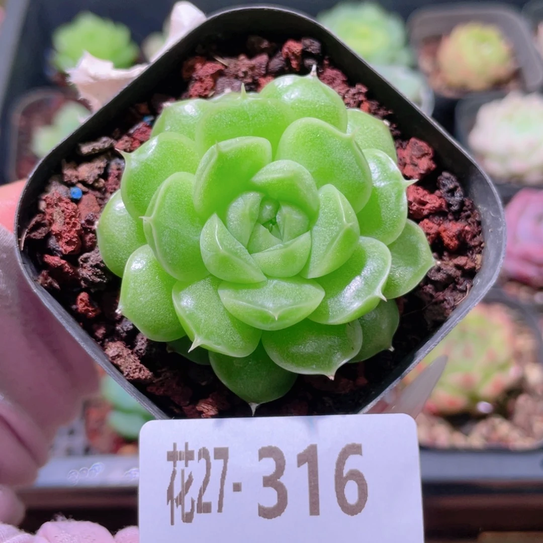 花利美27-316麦秆