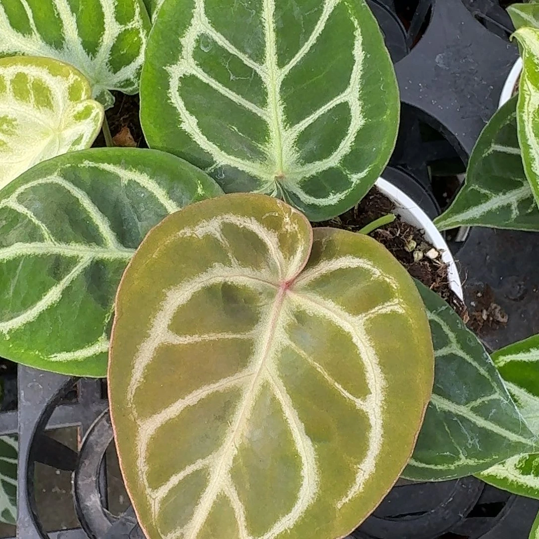 克***9完全开放G174一物一拍