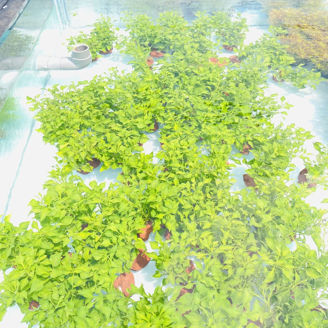 超级福袋绿波水草