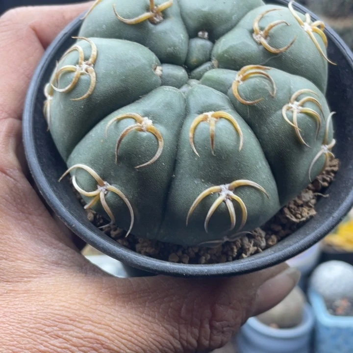福利一颗海王带盆发货