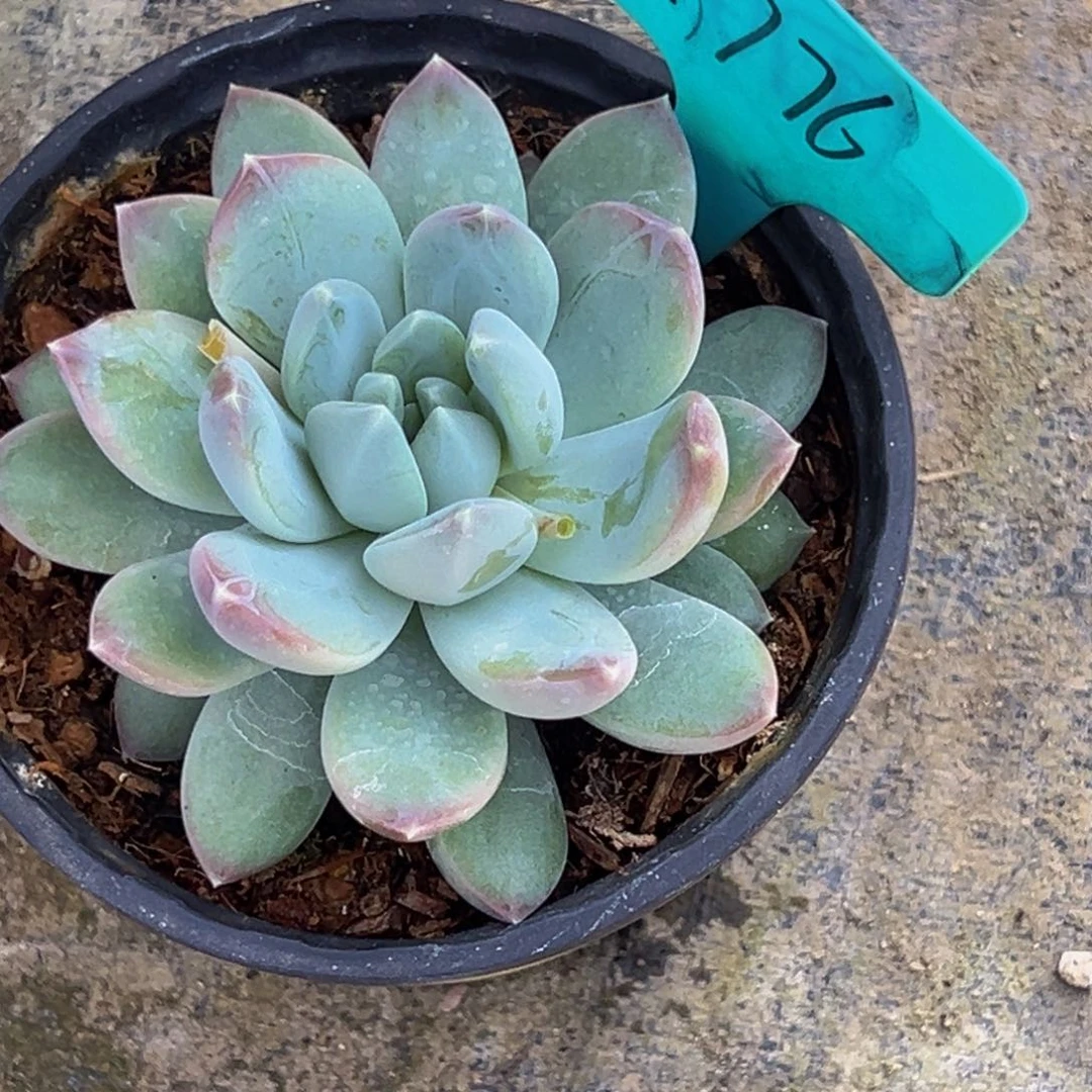 1776号上午多肉植物群生