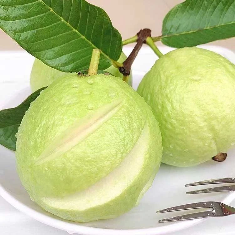 产地直发新鲜白心珍珠番石榴清甜脆爽当季白心芭乐孕妇解馋水果