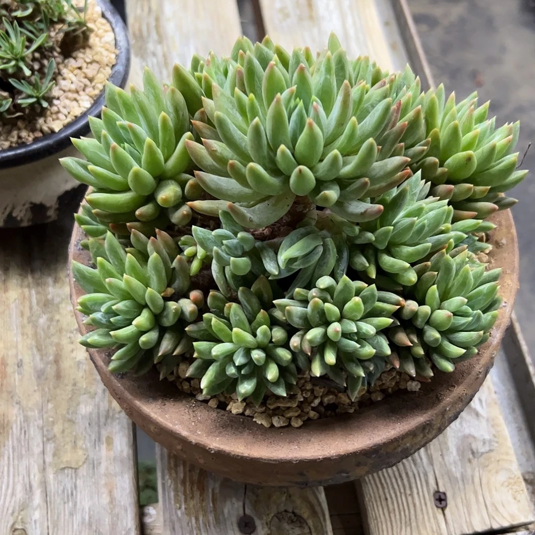 炫彩星38 零零多肉植物