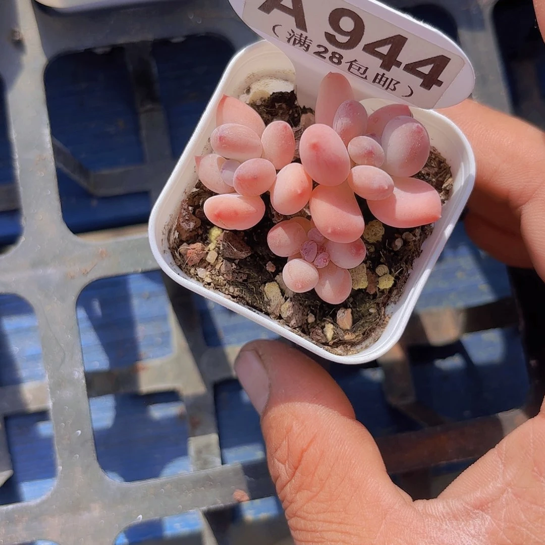 A944苹果奶一物一拍