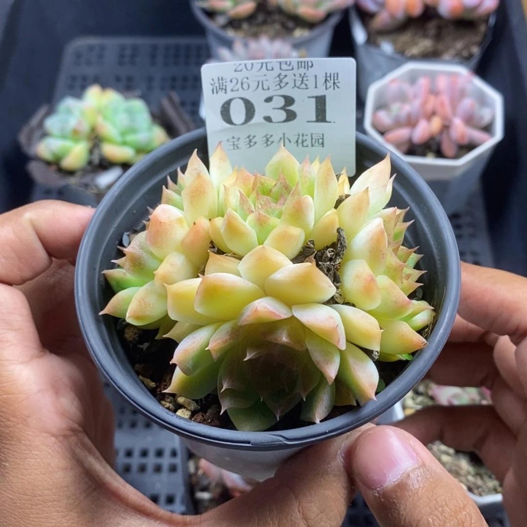桃熏女王群满20包邮满26送一颗多肉