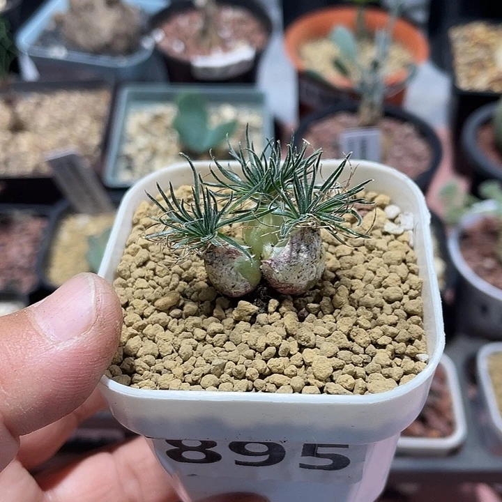 895毛叶迷你海葱3头