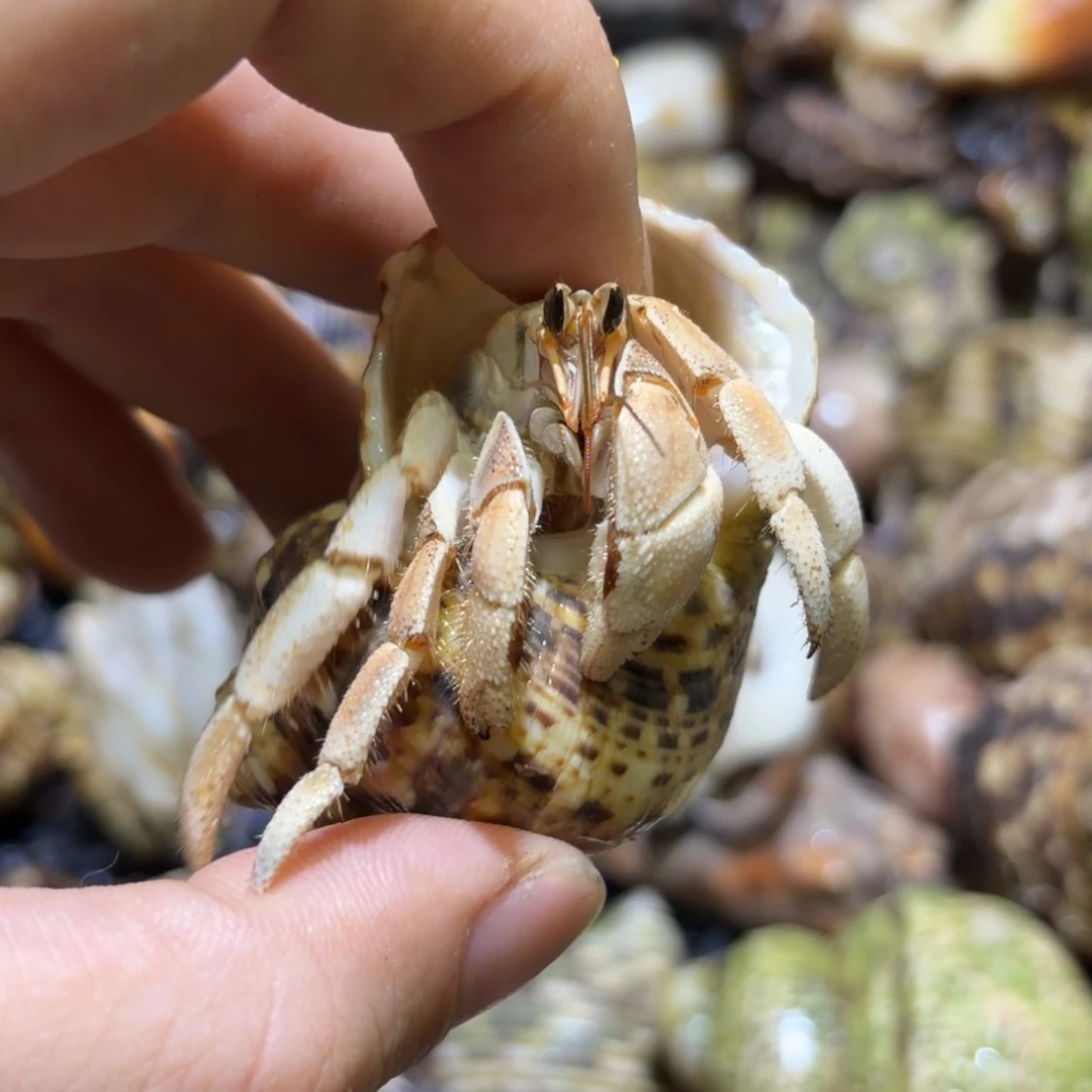活体寄居蟹 不退不换 2