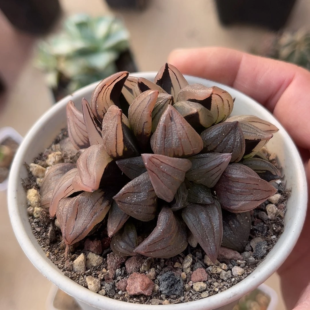 西瓜寿大群一物一拍