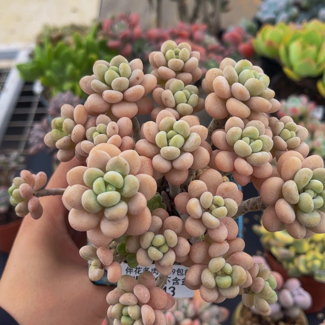 243-洛可可手捧多肉10cm