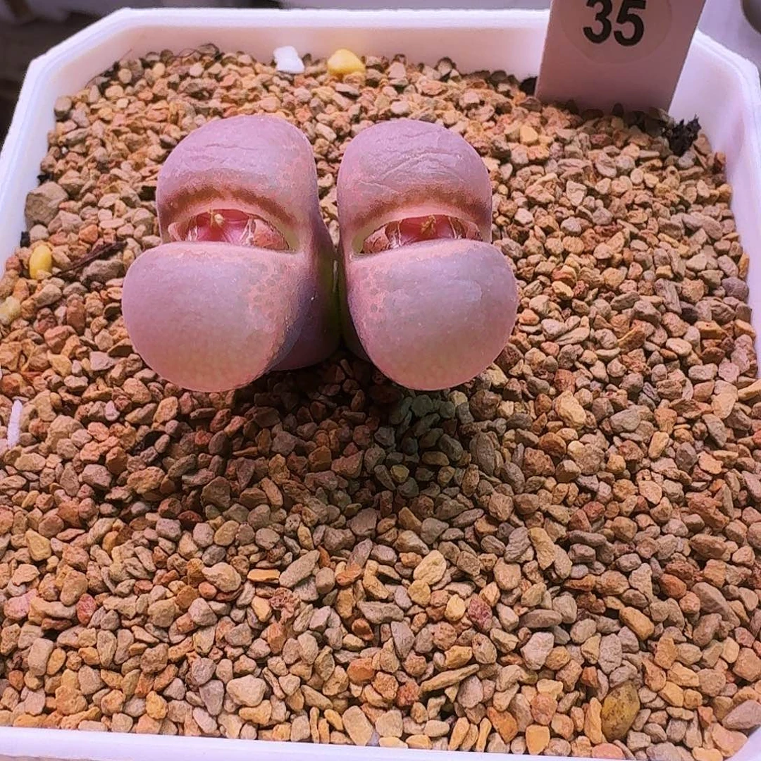 爱***猫多肉植物福利肉锥35