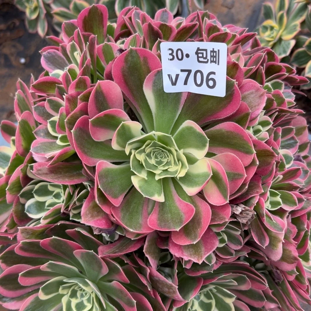 706白凤，多肉法师