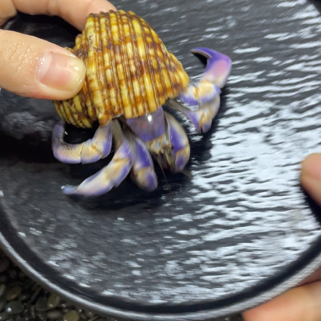 寄居蟹寄居蟹寄居蟹