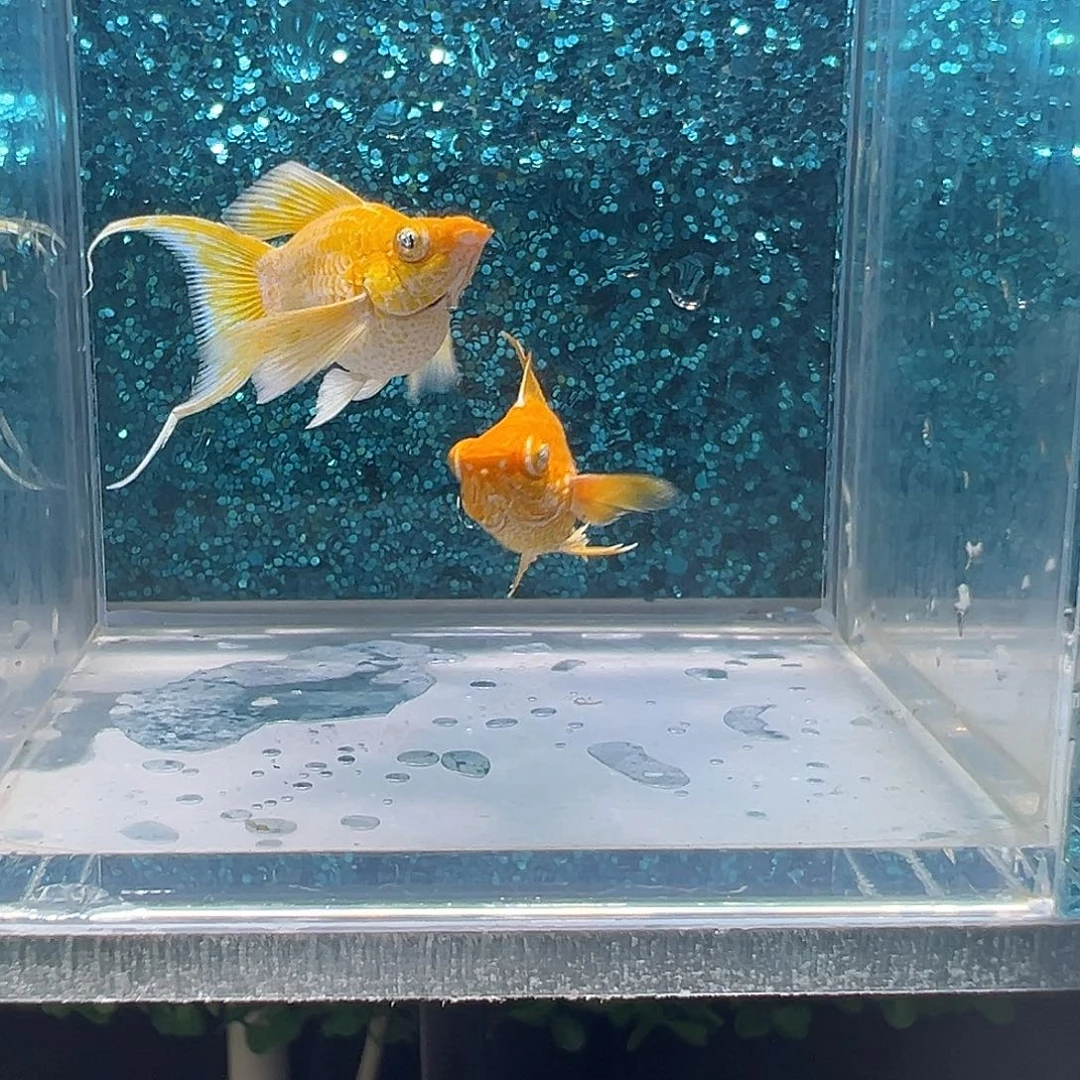 黑玛丽鱼黄金玛丽一对0035