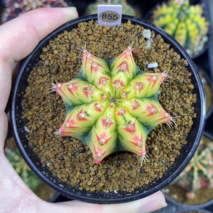 泰国进口精品米哈牡丹锦