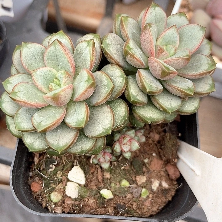 多肉植物葡萄953多肉