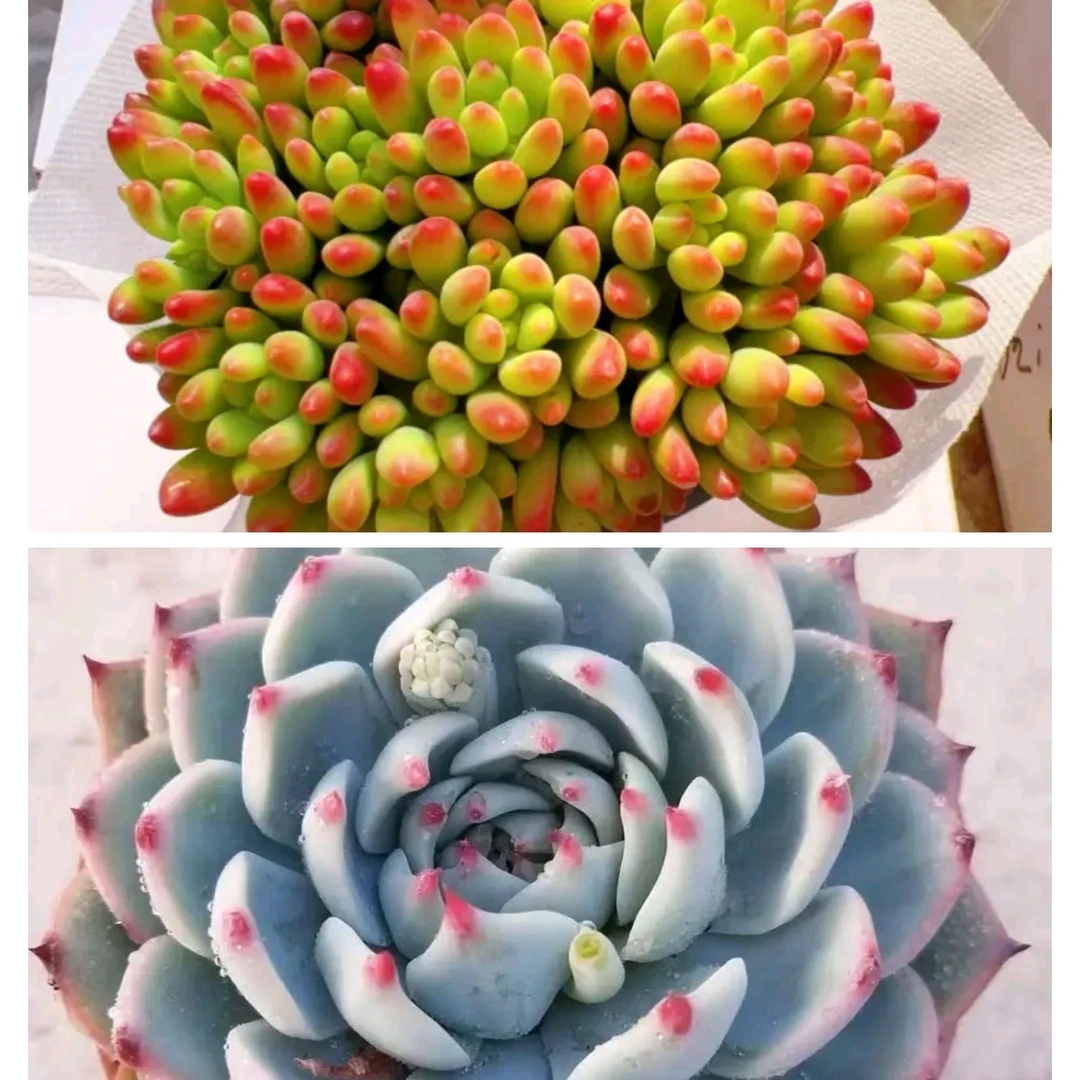 【春萌+吉娃娃】套餐组合 新手好养多肉