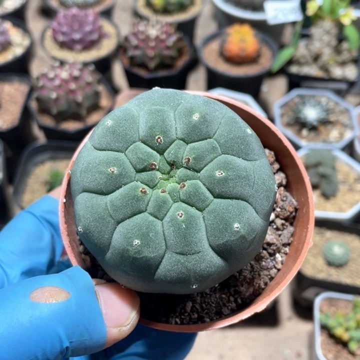 322实生无刺奇仙玉