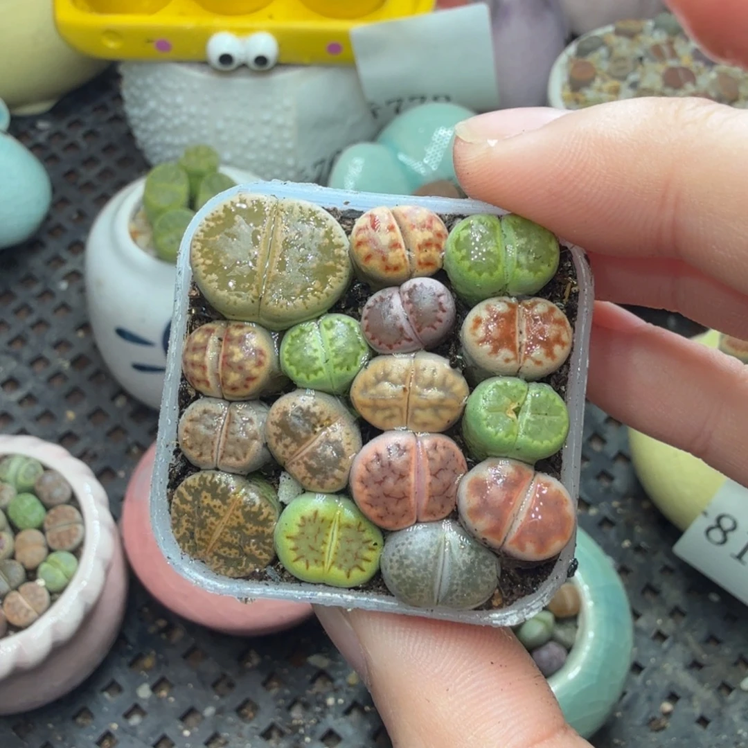 多肉植物的生长发育和829